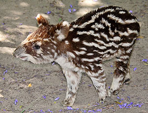 Baby tapir, pic courtesy of http://ferrebeekeeper.wordpress.com/2011/08/25/baby-tapirs/